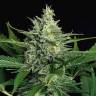 семена конопли для выращивания Auto Green Gummy feminised Exotic Seed
