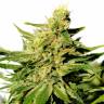 семена конопли для посадки купить BCN Diesel CBD feminised Kannabia Seeds семена конопли для посадки купить BCN Diesel CBD feminised Kannabia Seeds