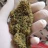 семена конопли для выращивания BCN Diesel CBD feminised Kannabia Seeds семена конопли для выращивания BCN Diesel CBD feminised Kannabia Seeds