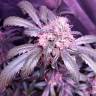 семена конопли для курения Snow White regular Nirvana Seeds