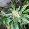 семена конопли для посадки купить Snow White regular Nirvana Seeds