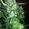 семена конопли курьером Auto Northern Lights feminised Pyramid Seeds