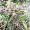 заказ семян конопли Спб Auto Northern Lights feminised Pyramid Seeds