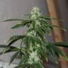 Семки Auto Quick One feminised Ganja Seeds оптом