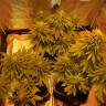 семена конопли для выращивания Laughing Buddha feminised Barneys Farm