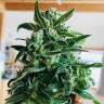 семена конопли элитных сортов Kama Kush CBD feminised Kannabia Seeds