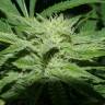 семена конопли в интернете Auto Skunk feminised Green House Seeds
