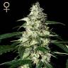 семена конопли марихуаны Auto Skunk feminised Green House Seeds