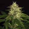 семена конопли в интернете Auto Mango Cream feminised Exotic Seed