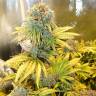 заказ семян конопли Спб Auto Royal Creamatic feminised Royal Queen