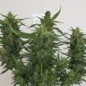 семена конопли Москва Auto Ice Cool feminised Sweet Seeds