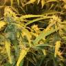семена конопли феминизированные Auto Lowryder2 feminised
