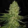 мощные семена конопли Auto Exodus Cheese feminised Green House Seeds