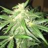 семена конопли f1 в оригинальной упаковке McEarly regular Kannabia Seeds