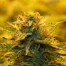 заказ семян конопли Auto Jack 47 feminised Sweet Seeds