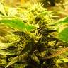 семена конопли курьером Auto Big Devil feminised