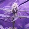 заказать на сайте семена конопли Auto Killer Kush feminised Sweet Seeds