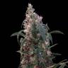 хорошие семена конопли White Berry feminised VIP Seeds