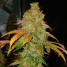 Семена конопли Bad Azz Kush feminised Ganja Seeds купить