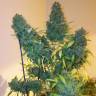 Auto Euforia feminised Dutch Passion Seeds