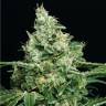 автоцветущие семена конопли Auto Sir Jack feminised Exotic Seed