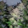 Качественные семена марихуаны Auto Critical Plus feminised Ganja Seeds