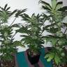 Black Domina feminised Ganja Seeds