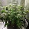 Black Domina feminised Ganja Seeds