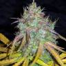 семена конопли купить на сайте Auto Super Lemon Haze feminised