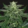 качественные семена конопли Auto Triple A feminised Exotic Seed