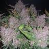 семена конопли f1 в оригинальной упаковке Auto Blue Dream feminised Humboldt Seeds