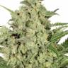 как вырастить семена конопли Auto Cheese feminised как вырастить семена конопли Auto Cheese feminised