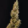 Auto Cheese feminised Ganja Seeds Auto Cheese feminised Ganja Seeds