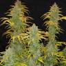 Auto Northern Blue feminised Ganja Seeds