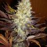 Auto Northern Blue feminised Ganja Seeds