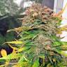 качественные семена конопли Auto Bubba Cheese feminised Humboldt Seeds