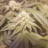 автоцветущие семена конопли Auto Lemon feminised автоцветущие семена конопли Auto Lemon feminised