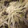 качественные семена конопли Auto Lemon feminised качественные семена конопли Auto Lemon feminised