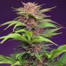 онлайн семена конополи Auto Red Dwarf feminised