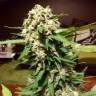 семена конопли в интернете Auto Acid feminised Paradise Seeds