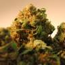 заказ семян конопли Bubble Yam feminised