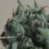 Кубанский убийца feminised Ganja Seeds