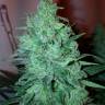 семена индийской конопли Auto White Widow CBD feminised Green House Seeds