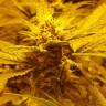 купить семена конопли Auto Lemon regular