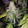 семена конопли в фирменной упаковке Auto White Widow feminised Pyramid Seeds