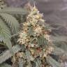 семена конопли для посадки купить Auto White Widow feminised Royal Queen