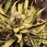семена конопли марихуаны Auto Sweet Nurse CBD feminised Sweet Seeds