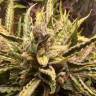 семена конопли элитных сортов Auto Sweet Nurse CBD feminised Sweet Seeds