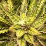 семена конопли в интернете Auto Sweet Nurse CBD feminised Sweet Seeds