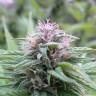 Auto Orange Bud feminised Dutch Passion Seeds